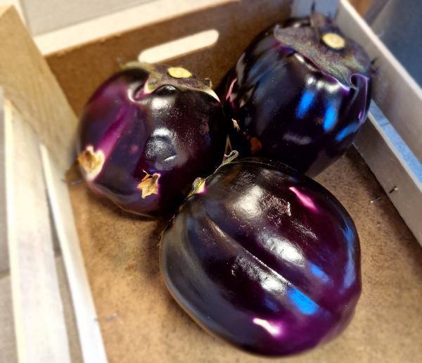 Aubergine 'Viola'